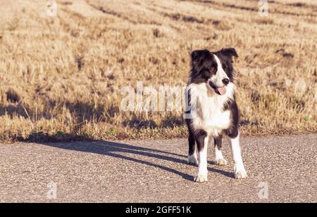 Delicious Border Collie in a wheat field. Milan, Italy Stock Photo