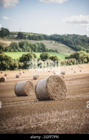 Canterbury, Kent, UK. 25th August 2021. A combine harvester harvests wheat under sunny skies, near Canterbury in the Kent countryside. Credit: Kevin Bennett/Alamy Live News Stock Photo