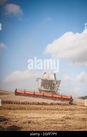 Canterbury, Kent, UK. 25th August 2021. A combine harvester harvests wheat under sunny skies, near Canterbury in the Kent countryside. Credit: Kevin Bennett/Alamy Live News Stock Photo