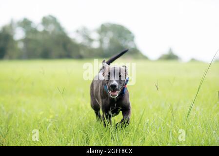 Black American Staffordshire terrier puppy running on grass Stock Photo