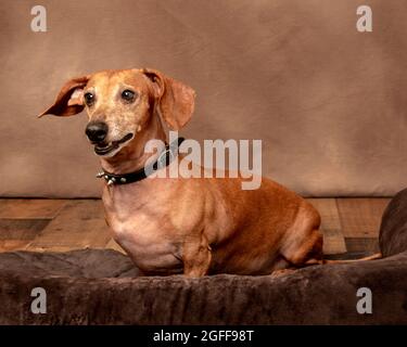 Horizontal shot of a happy red dachshund with copyspace.  Wood like floor and brown textured background. Stock Photo