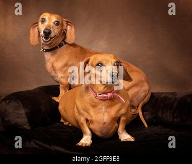 Horizontal shot of two older smooth red dachshunds showing some white against a textured brown background with copyspace. Stock Photo
