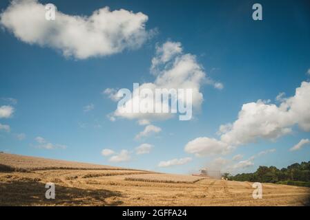 Canterbury, Kent, UK. 25th August 2021. A combine harvester harvests wheat under sunny skies, near Canterbury in the Kent countryside. Credit: Kevin Bennett/Alamy Live News Stock Photo