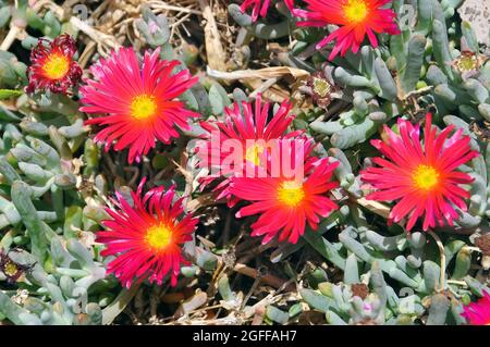 Trailing Ice Plant, Lampranthus spectabilis, Tenerife, Canary Islands, Spain Stock Photo