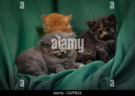 Cute pretty Ragdoll kitten with petunia blooms in foreground Stock Photo