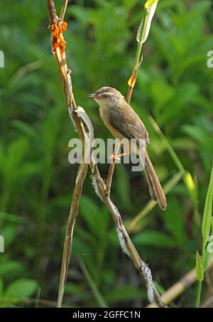 Plain Prinia (Prinia inornata herberti) adult perched on reed Kaeng Krachan, Thailand               November Stock Photo