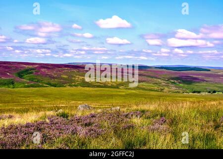 August purple flowering heather on the Yorkshire moorland. Stock Photo