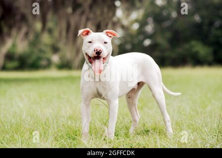 White store american terrier