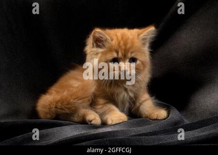 Cute pretty Ragdoll kitten with petunia blooms in foreground Stock Photo