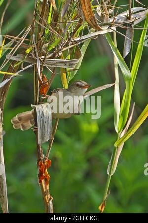 Plain Prinia (Prinia inornata herberti) adult perched on reed Kaeng Krachan, Thailand               November Stock Photo