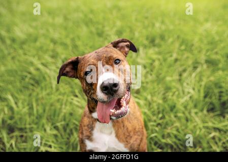 Red and white Pit Bull Terrier mixed breed dog outside Stock Photo