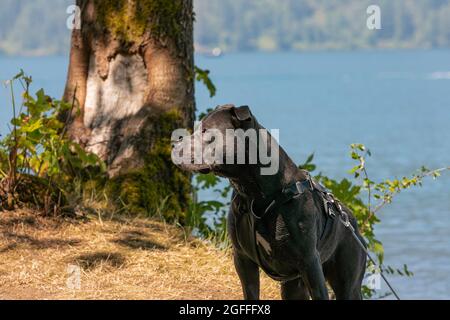 Photo of a pit bull dog on the harness in the park area by the lake. Street view, travel photo, selective focus, concept photo protective dogs Stock Photo