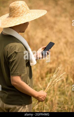Farmer using smartphone in wheat field Stock Photo
