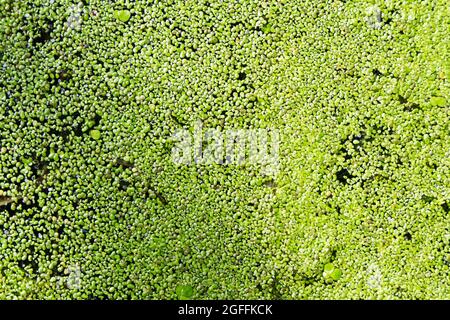 Top view of green fresh duckweed, water lentils, or water lenses. Stock Photo