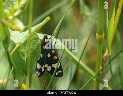 close up of a beautiful scarlet tiger moth (Callimorpha dominula, formerly Panaxia dominula) resting on a grass blade Stock Photo