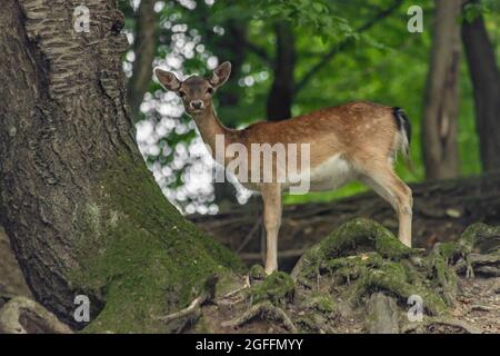 Small deers in dark slope forest in summer hot color day Stock Photo