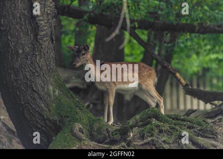 Small deers in dark slope forest in summer hot color day Stock Photo