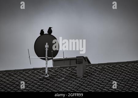 Two birds are sitting on a satellit dish at the roof of a house in black and white. Stock Photo
