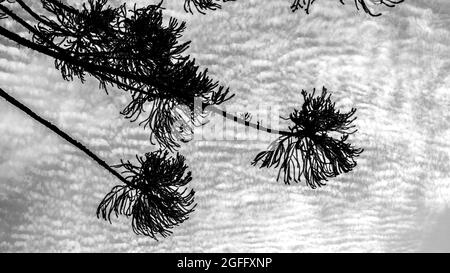 Clouds streaked with silhouette of the branches of an araucaria Stock Photo