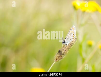 A Brown Argus butterfly (Aricia agestis) resting on a grass flowerhead, with bright yellow flowers in the background Stock Photo