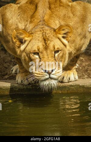 Drama in the lions exhibit. A heron that landed in the lion's exhibit was cought by one of the lionesses, but the wounded heron could escape.  The lio Stock Photo