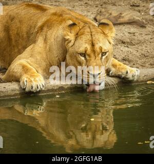 Drama in the lions exhibit. A heron that landed in the lion's exhibit was cought by one of the lionesses, but the wounded heron could escape out of re Stock Photo