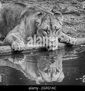 Drama in the lions exhibit. A heron that landed in the lion's exhibit was cought by one of the lionesses, but the wounded heron could escape out of re Stock Photo