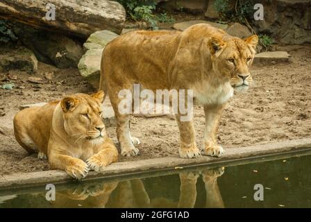 Drama in the lions exhibit. A heron that landed in the lion's exhibit was cought by one of the lionesses, but the wounded heron could escape out of re Stock Photo