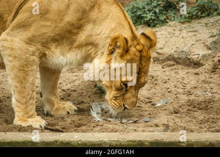 Drama in the lions exhibit. A heron that landed in the lion's exhibit was cought by one of the lionesses, but the wounded heron could escape out of re Stock Photo