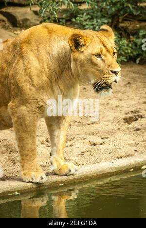 Drama in the lions exhibit. A heron that landed in the lion's exhibit was cought by one of the lionesses, but the wounded heron could escape out of re Stock Photo