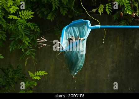 Wounded heron in blue landing net, being rescued out of the lion's exhibition. Its feet sticking out of the dripping net. Stock Photo