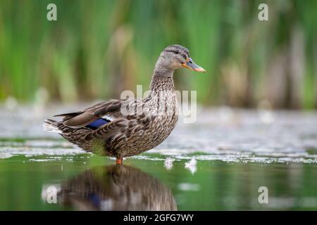 close up of a female mallard duck as she stands in the water. taken at a low level Stock Photo