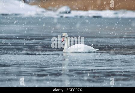 Swan swimming in the almost completely frozen Baltic Sea with snow on the ground and ice in the water snow flakes in the air are digitally created wit Stock Photo