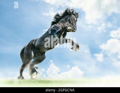 Stylized image of rearing Gypsy Vanner Horse stallion with clouds Stock Photo