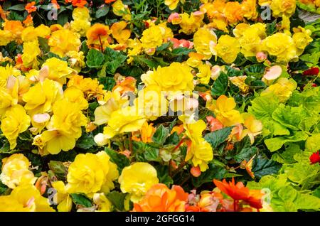 A display of bright yellow begonia flowers. Stock Photo