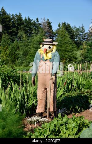 Scare Crow in Corn field in PEI Stock Photo
