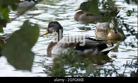 Several mallard ducks (anas platyrhynchos) swim in the shade of a tree at the Sepulveda Basin Wildlife Reserve in Woodley, California, USA Stock Photo