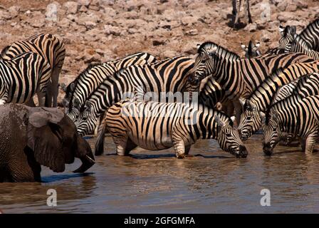 Zebra (Equus quagga) and elephant (Loxodonta africana) drinking at Okaukuejo waterhole, Etosha National Park, Namibia Stock Photo