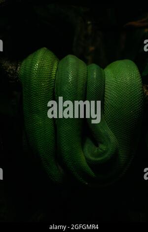 Beautiful, emerald green snake curled up around a branch. Deep colors + detail in scales. Stock Photo