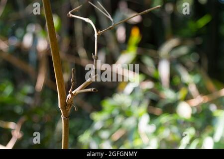 Dry twigs of a brown bamboo tree, sticking out among the grass Stock Photo