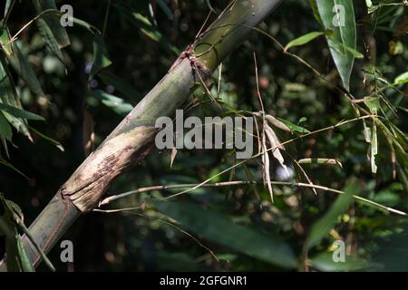 The bamboo trunk known as apus in the Java area appears to have collapsed with the condition of the stem already tilted Stock Photo