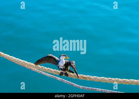 Black and white pied cormorant with outstretched wings perched on mooring rope drying in sun Stock Photo