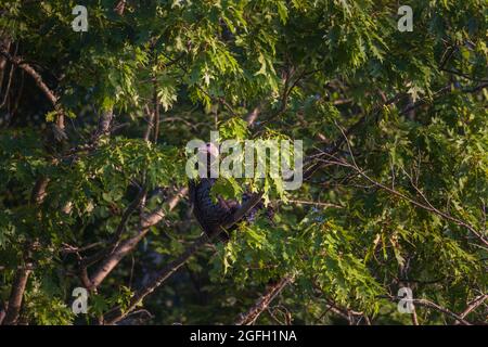 Tom turkey roosting in an oak tree. Stock Photo
