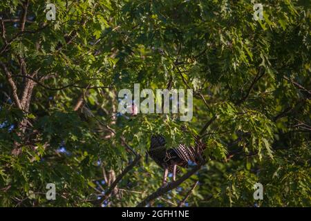Tom turkey roosting in an oak tree. Stock Photo