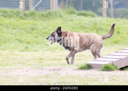 a large brindle dog running past the obstacle course at dog park Stock Photo