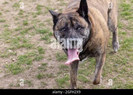large brindle boxer husky mix dog walking on sparce lawn in park with big grin Stock Photo