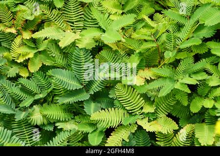 Neptunia Oleracea plant, which is very sensitive when touched Stock Photo