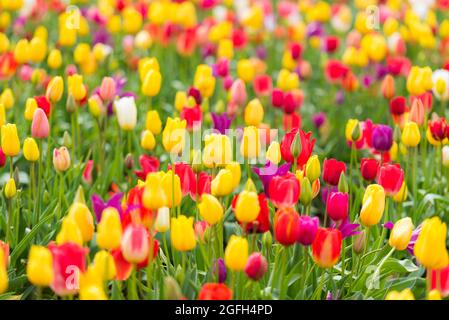 Field of vibrant multi colored blooming spring tulips Stock Photo