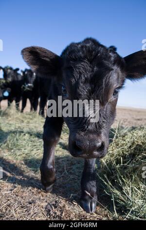 A curious black Angus calf gets up close and personal, Kipp Ranch, MT. Stock Photo