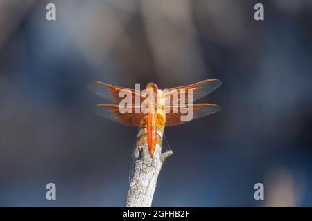 Perched dragonfly waiting for a meal to fly by. Stock Photo